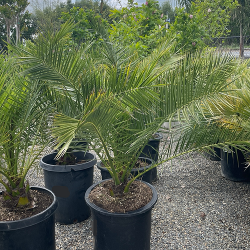 planting canary island date palm Canary Island Date Palm