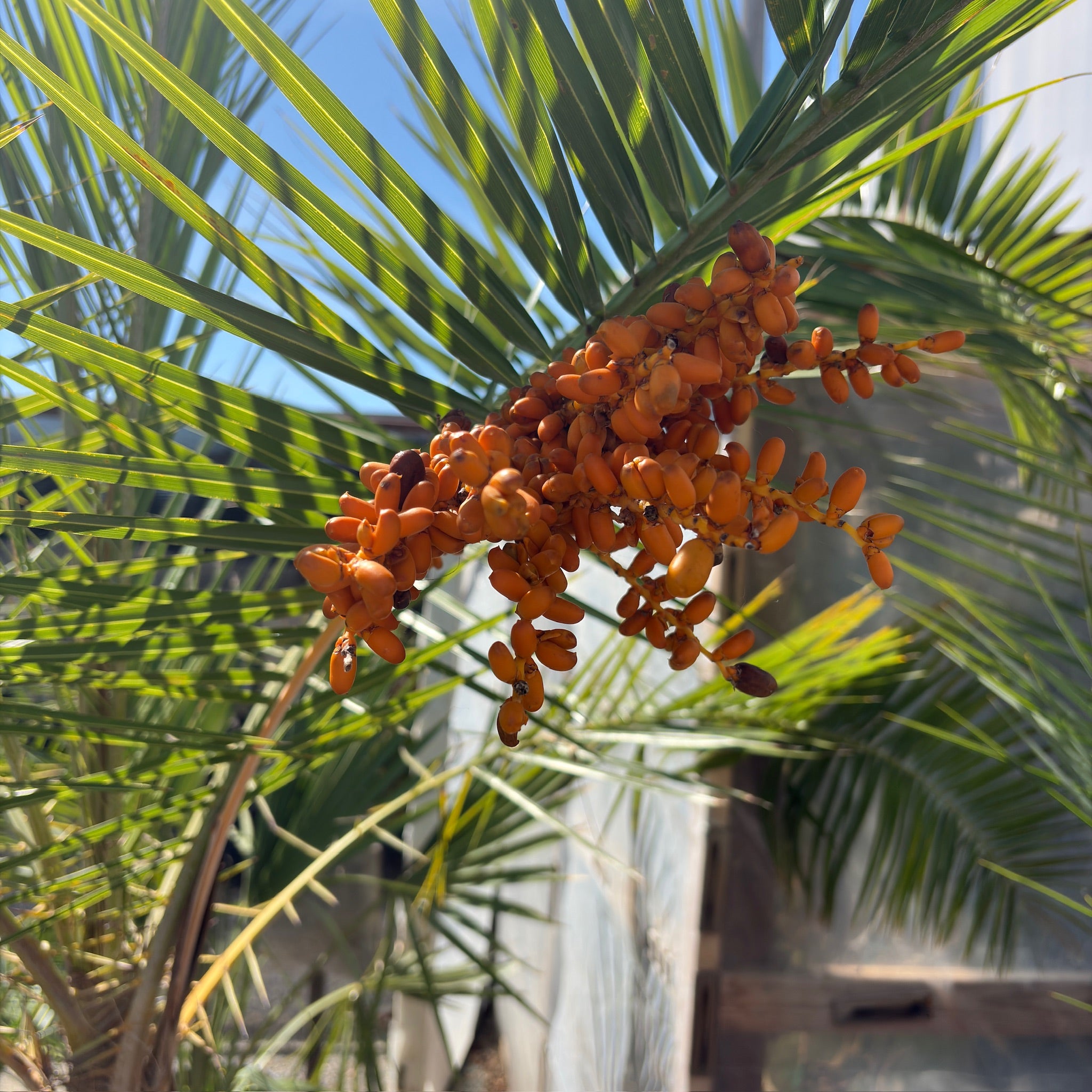 果物 PALM TREE Canary Island Date Palm | Large Classic Landscape Palm – Victory