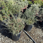 Canberra Gem Grevillea