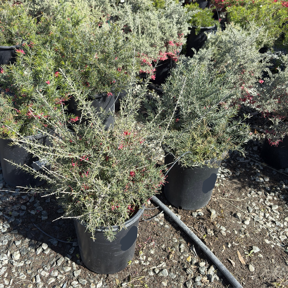 Canberra Gem Grevillea
