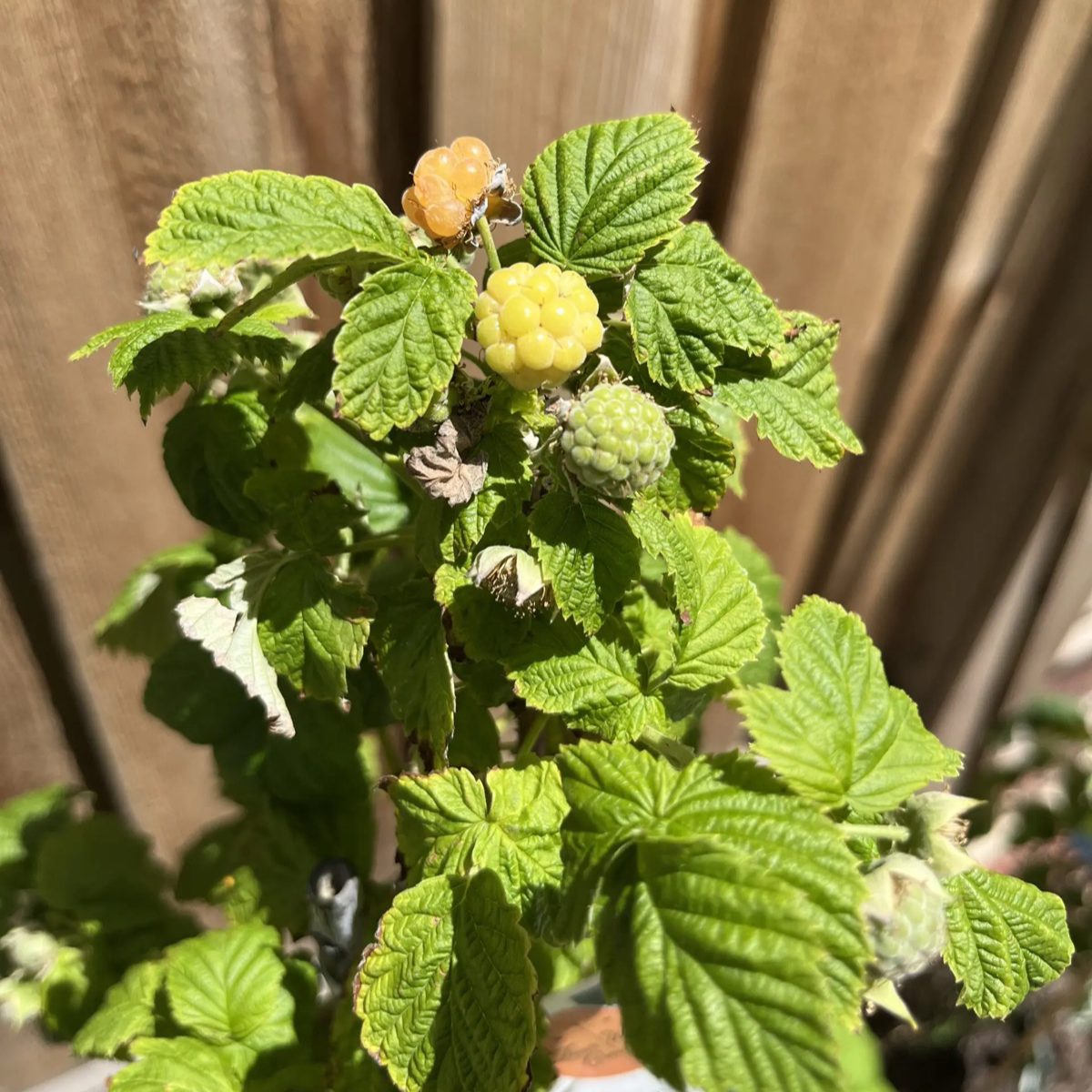 Canby Red Raspberry | Thornless Summer-Bearing Berry Bush – Victory Nursery