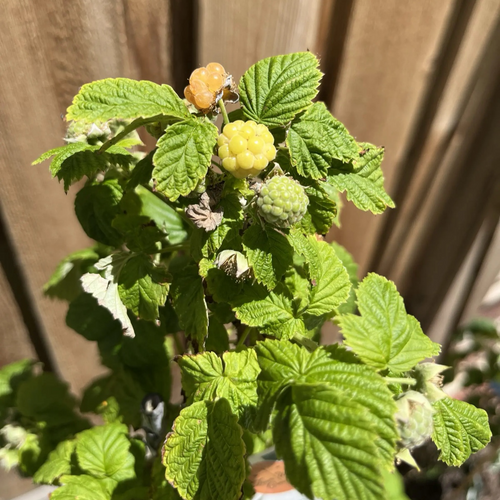 Canby Red Raspberry