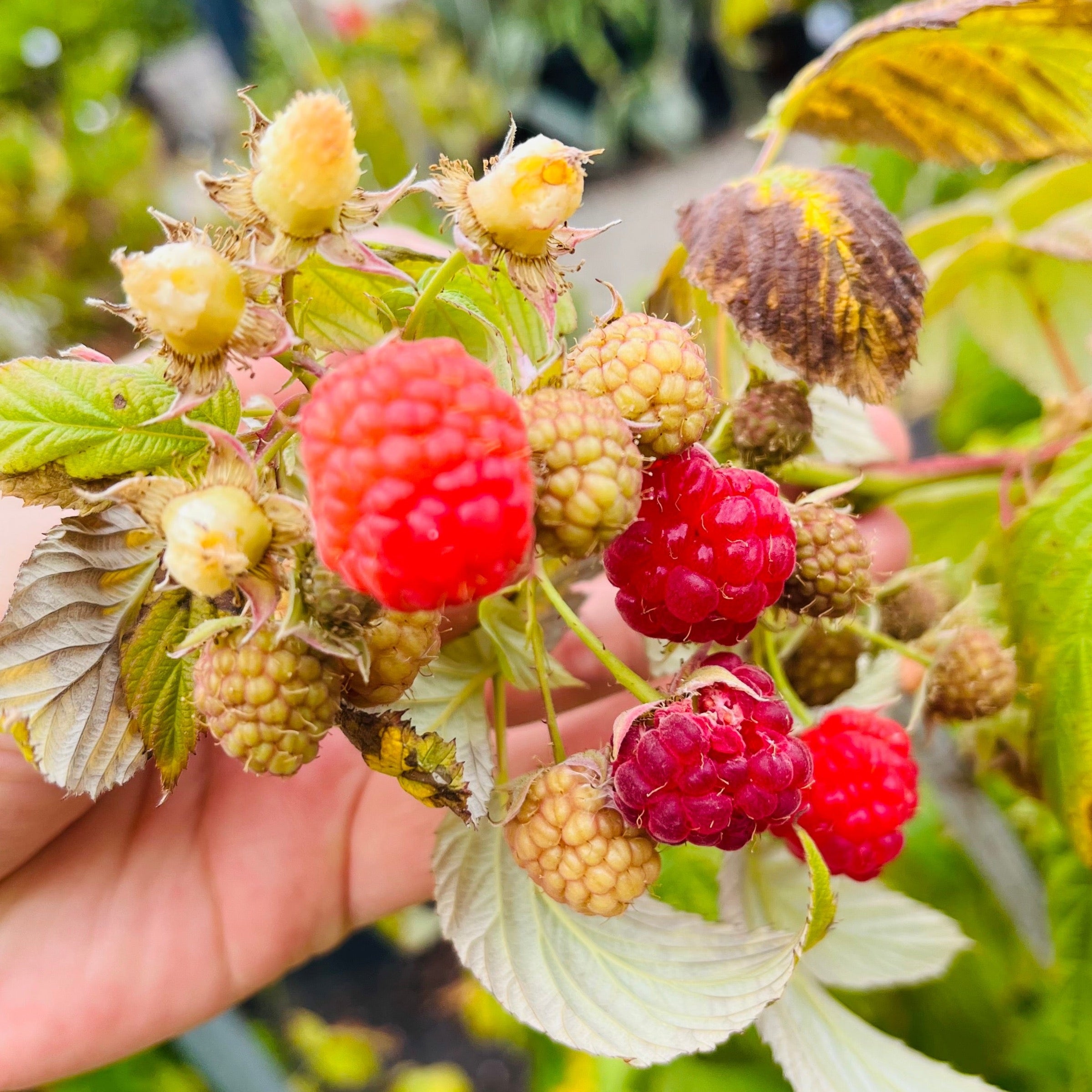 Canby Red Raspberry | Thornless Summer-Bearing Berry Bush