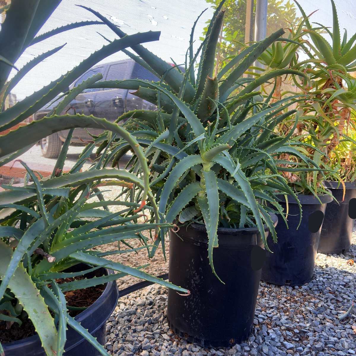   Candelabra Aloe