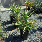 Candelabra Aloe