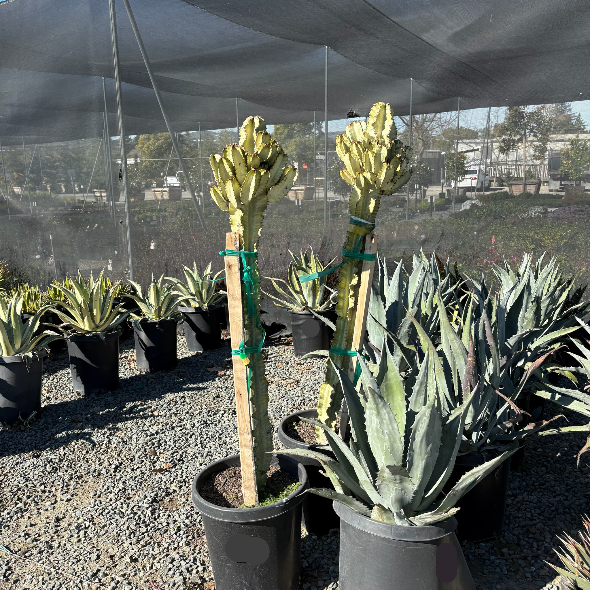 tree shaped succulent Candelabra Spurge