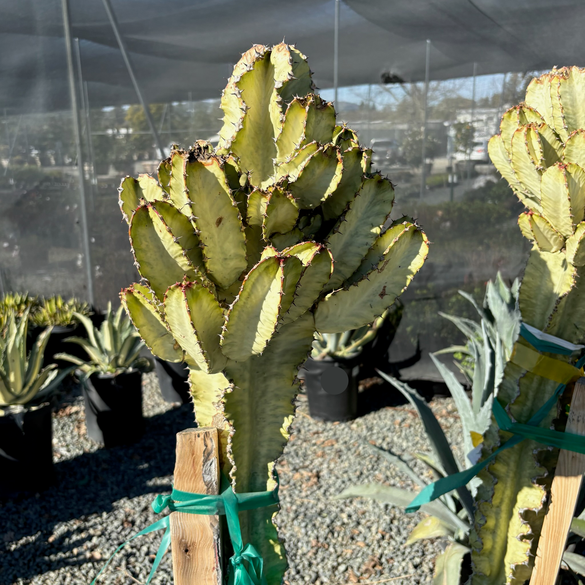 succulent tree like Candelabra Spurge