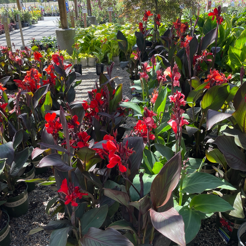 Canna Lily