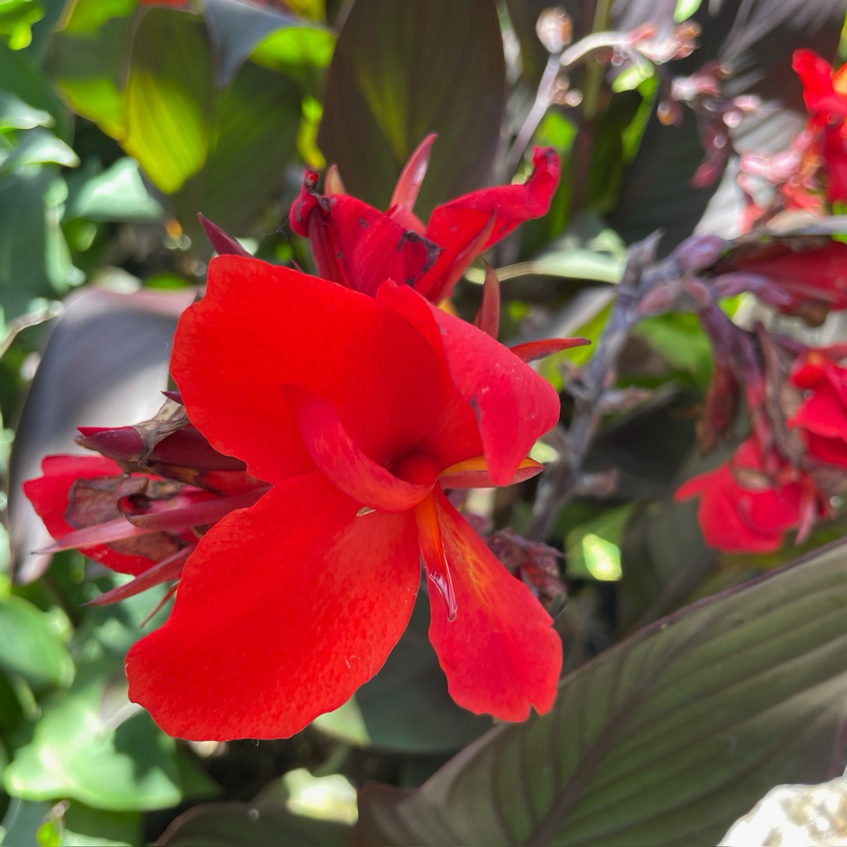 Canna Lily