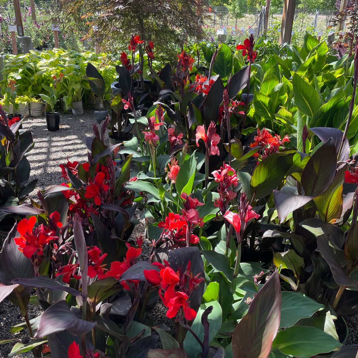 Canna Lily