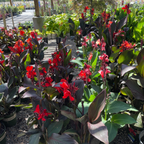 Canna Lily