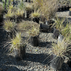 Canyon Prince Lyme Grass