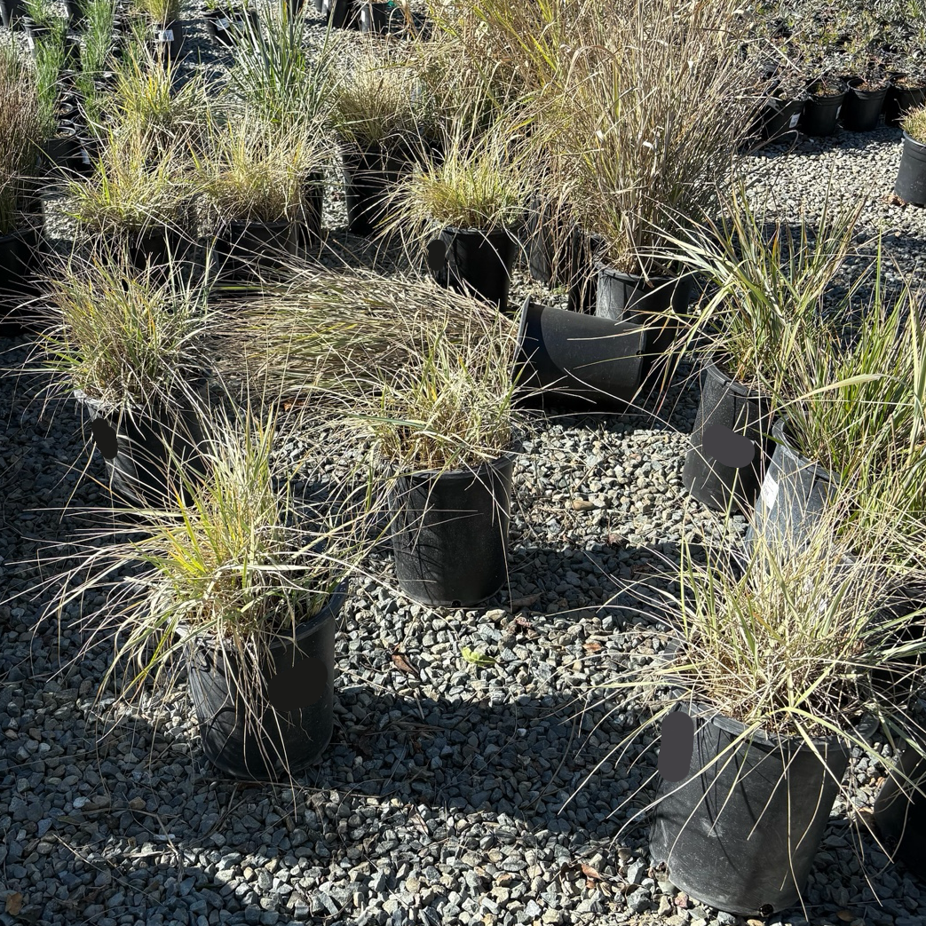 Canyon Prince Lyme Grass