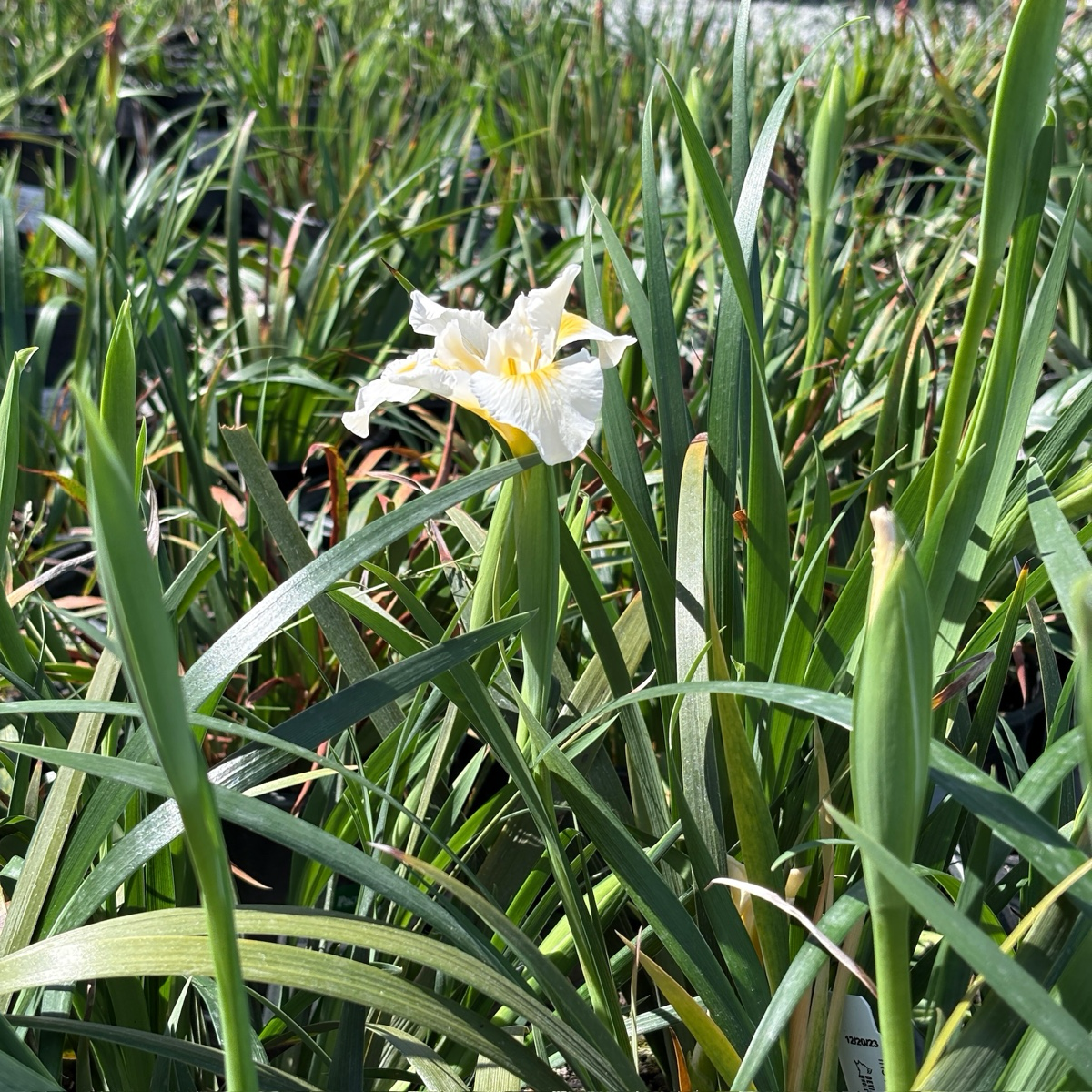 Canyon Snow Pacific Coast Hybrid Iris