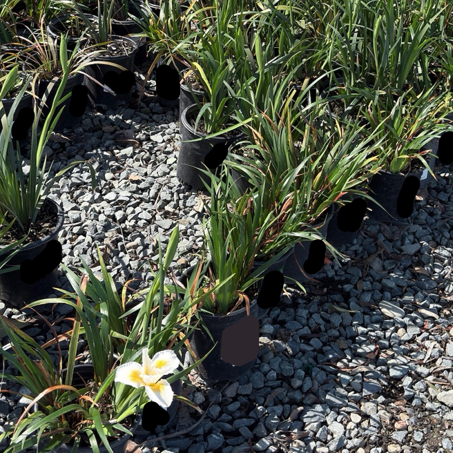 Canyon Snow Pacific Coast Hybrid Iris