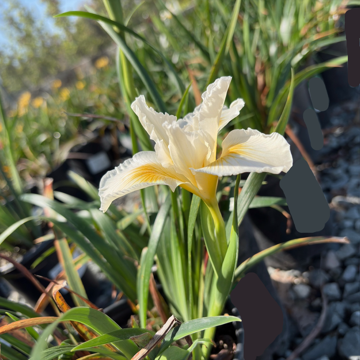 Canyon Snow Pacific Coast Hybrid Iris