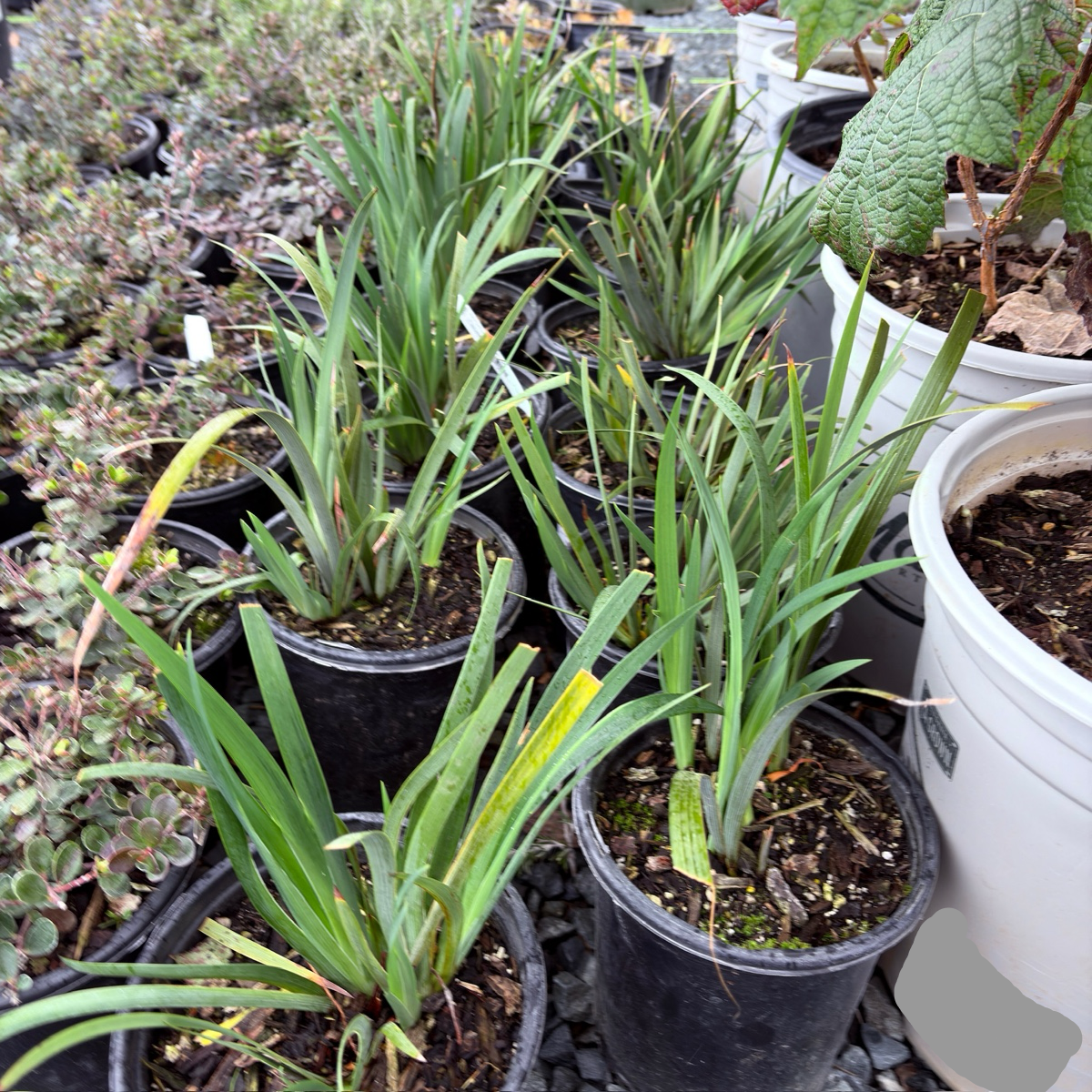 Canyon Snow Pacific Coast Hybrid Iris