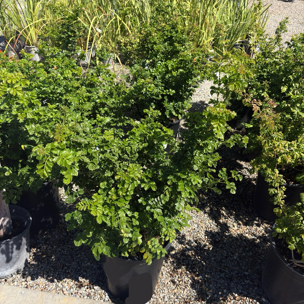 Cape Honeysuckle