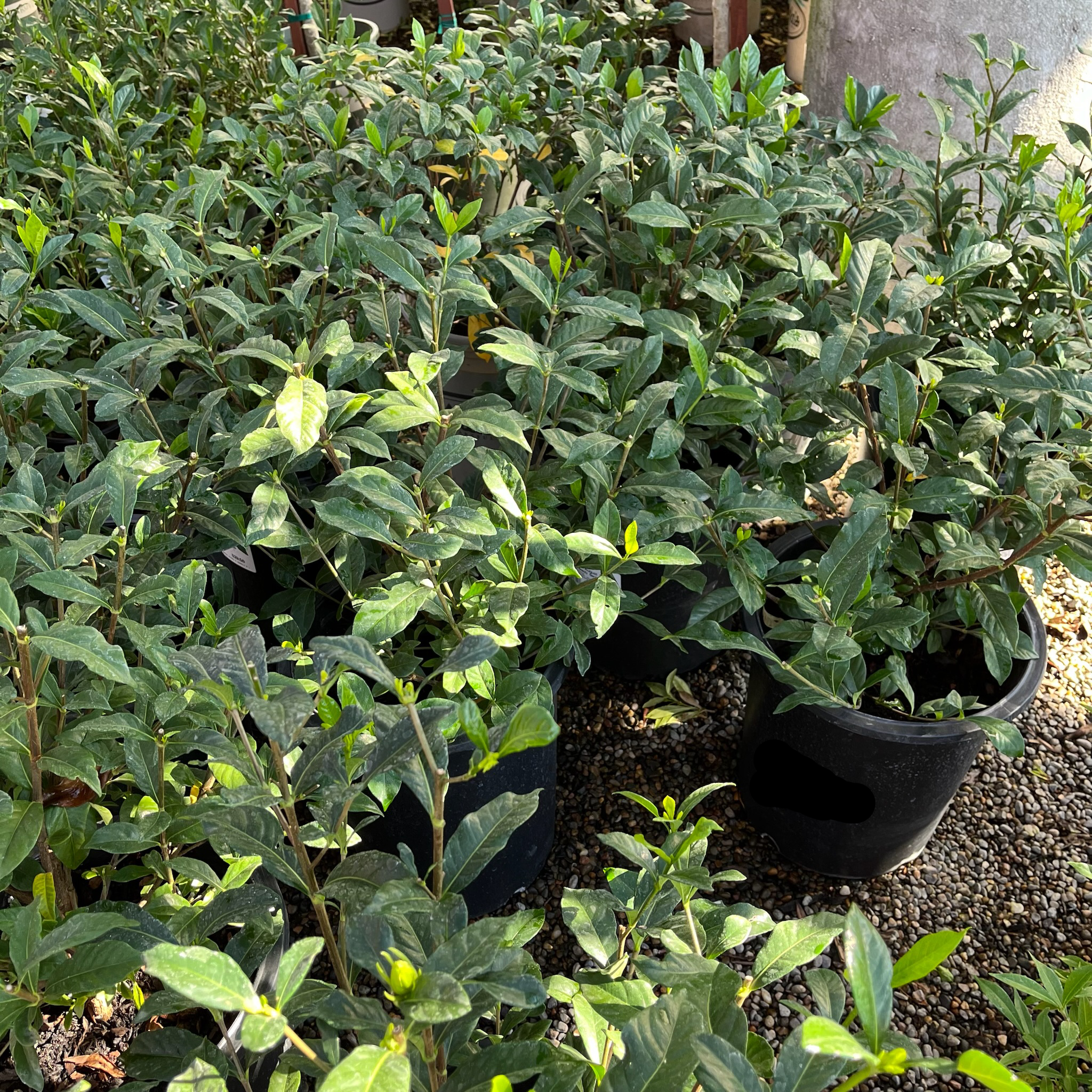 Potted Cape Jasmine with green leaves in a garden setting
