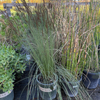 Potted Cape Reed plants with tall green grasses and thin stems in a garden setting.