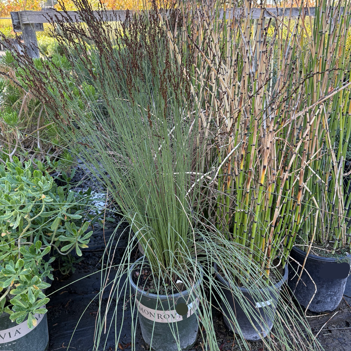 tall potted grass plant Cape Reed