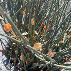 Close-up of a Cape Reed plant with green stems and orange-brown flowers.