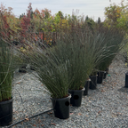 Row of potted Cape Reed plants on a gravel surface with trees in the background