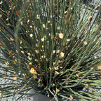 Potted Cape Reed plant with green stems and small yellow flowers on a blurred background