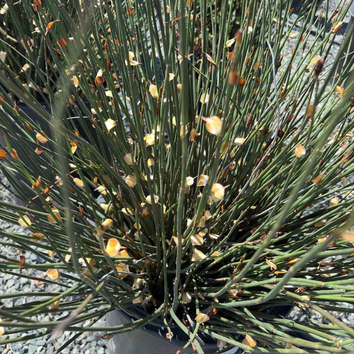 Potted Cape Reed plant with green stems and small yellow flowers on a blurred background
