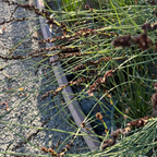 Close-up of Cape Reed grass with brown seed heads on a sandy background