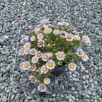 Cape Sebastian Seaside Daisy