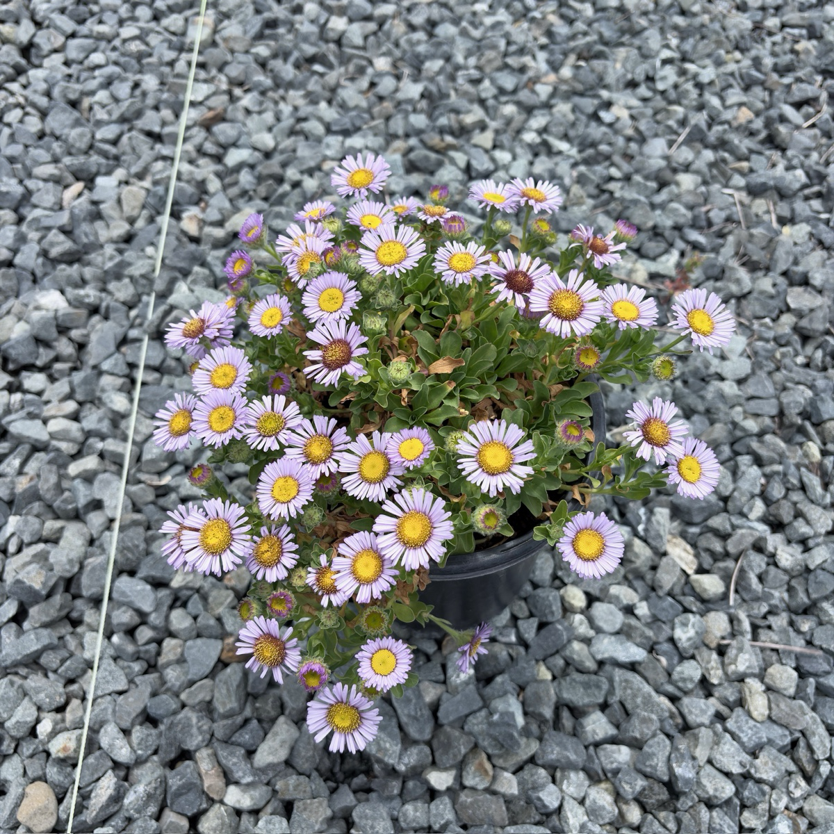 Cape Sebastian Seaside Daisy