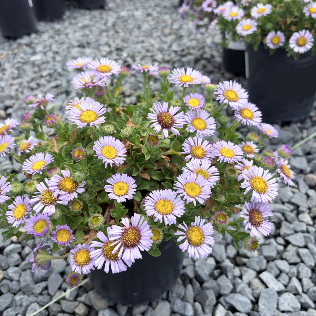 Cape Sebastian Seaside Daisy