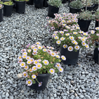 Cape Sebastian Seaside Daisy