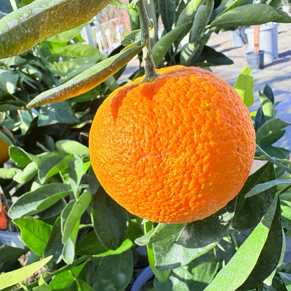 Cara Cara Orange Tree