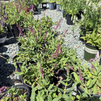 Caradonna Meadow Sage