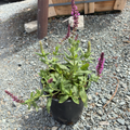 Caradonna Meadow Sage