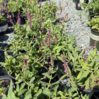Caradonna Meadow Sage