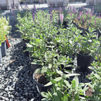 Caradonna Meadow Sage