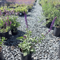 Caradonna Meadow Sage