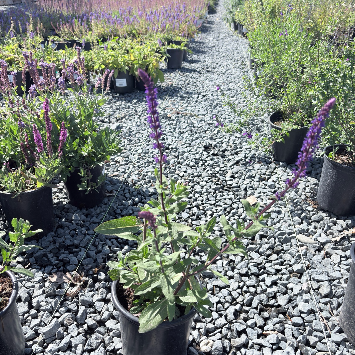 Caradonna Meadow Sage