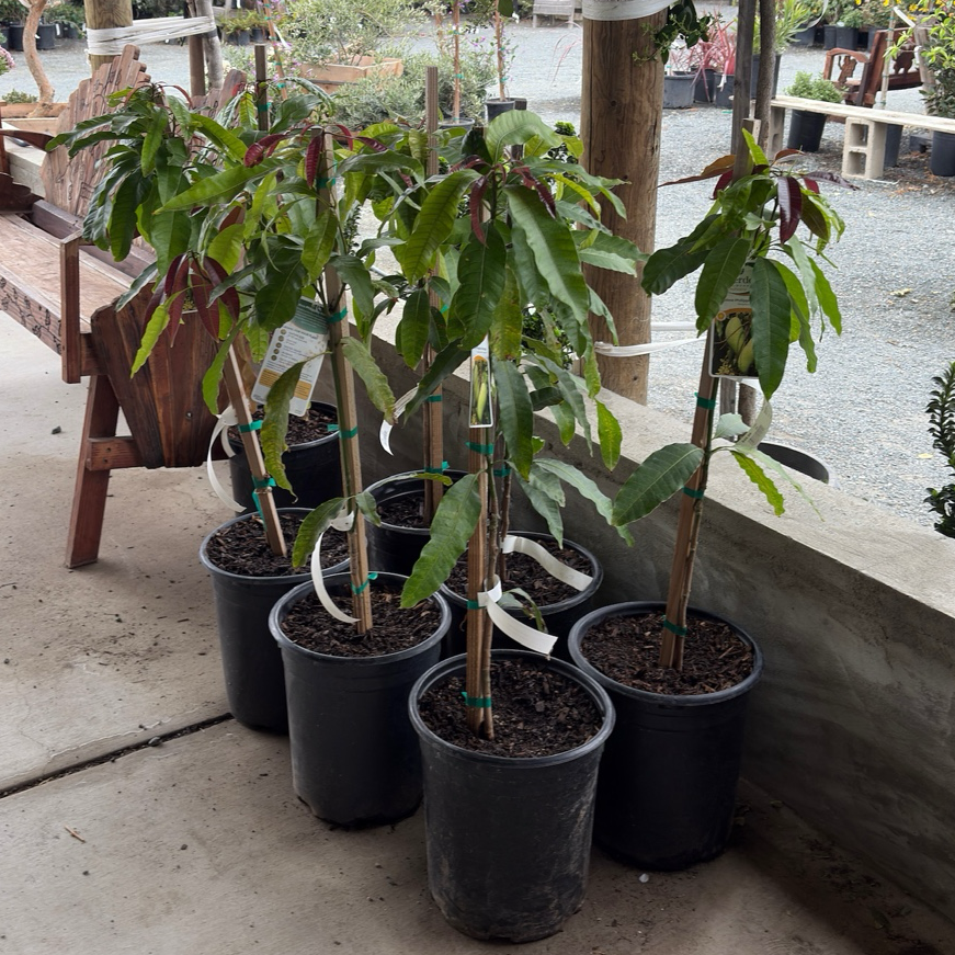 Carboa Philippine Mango