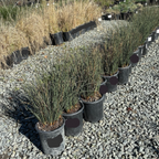 Row of potted Carman's Gray Spreading Rush plants on a gravel surface