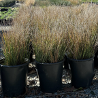 Row of potted Wire Grass plants in a garden setting