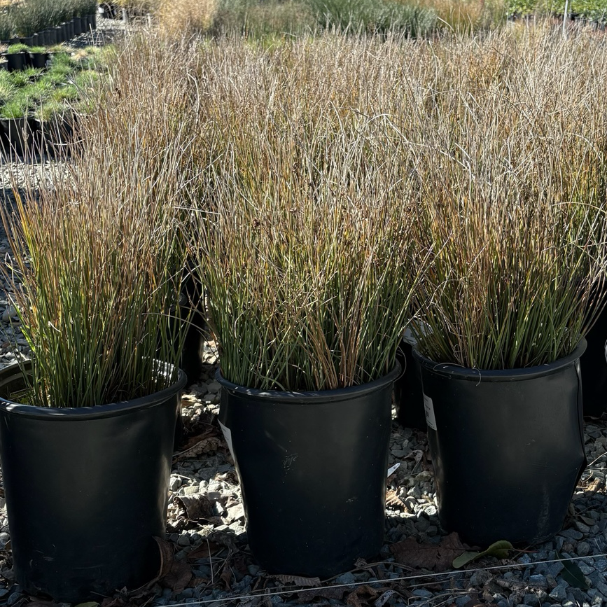 Row of potted Wire Grass plants in a garden setting