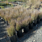 Row of potted Wire Grass plants in a nursery setting
