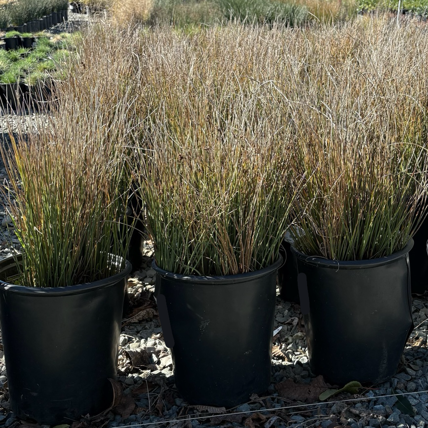 Row of potted Wire Grass plants in a garden setting