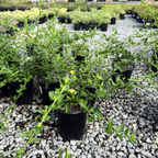 Carmel Creeper California Lilac
