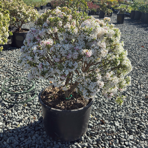 Carol Mackie Daphne | Variegated Fragrant Spring Shrub – Victory