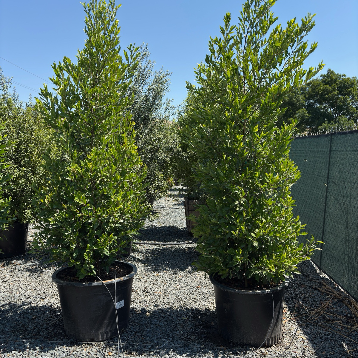 Carolina Cherry Laurel
